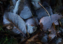 Frosty Leaves