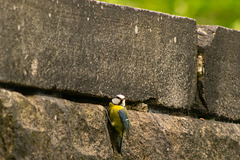 Blue Tit entering nest in and old railway bridge
