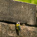 Blue Tit entering nest in and old railway bridge