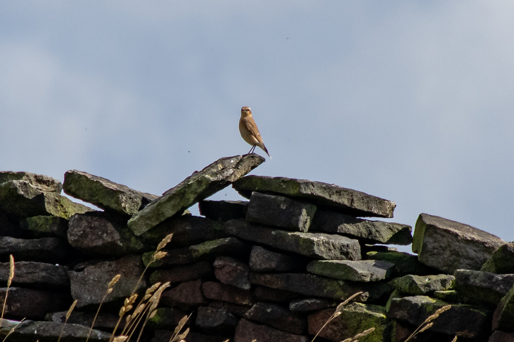 Wheatear spotted us