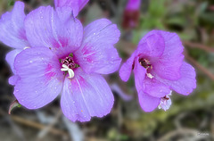 Ruby Chalice Clarkia