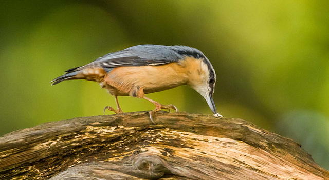 Nuthatch