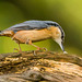 Nuthatch