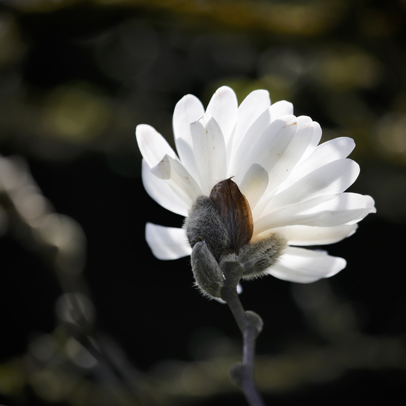 Magnolia stellata