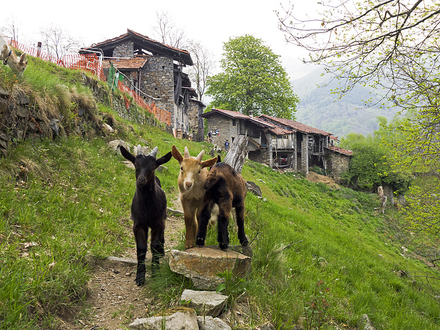 Riabella, the country of Heidi? curious small goats