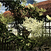 Holunder - Sambucus nigra