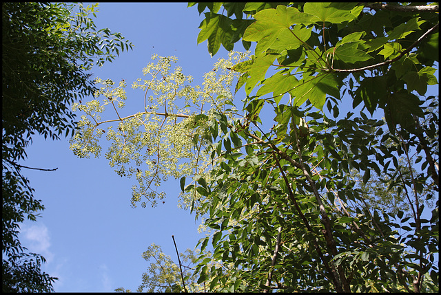 Aralia spinosa (7)