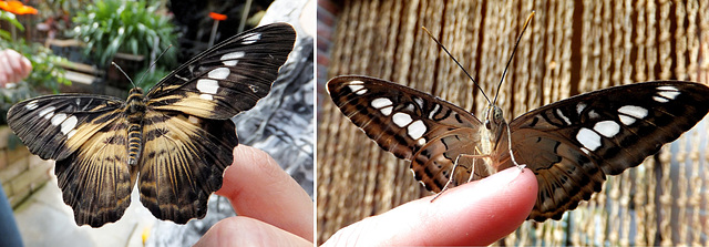 Der braune Segler (Parthenos sylvia brown) ©UdoSm