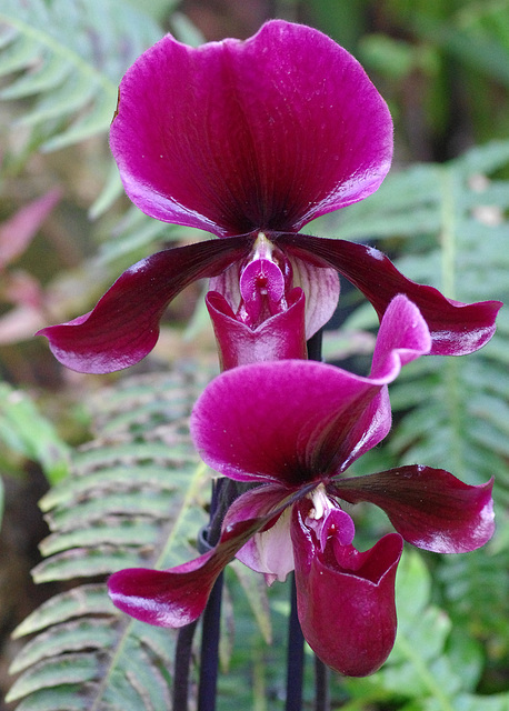 Paphiopedilum hybrid