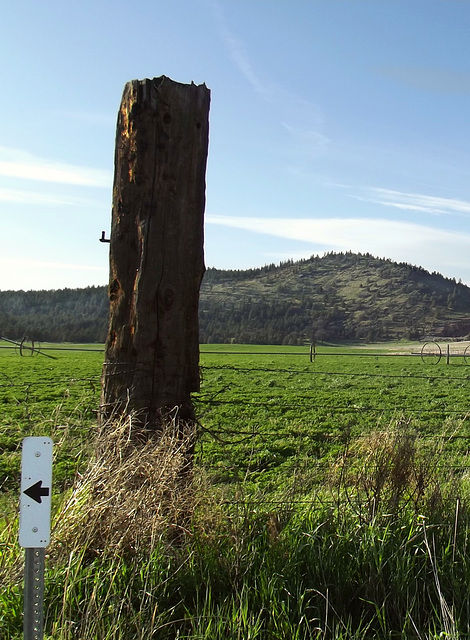 Tree trunk fence post...