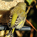 20171020 3185CPw [D~LIP] Grünfink (Carduelis chloris) [m], Bad Salzuflen