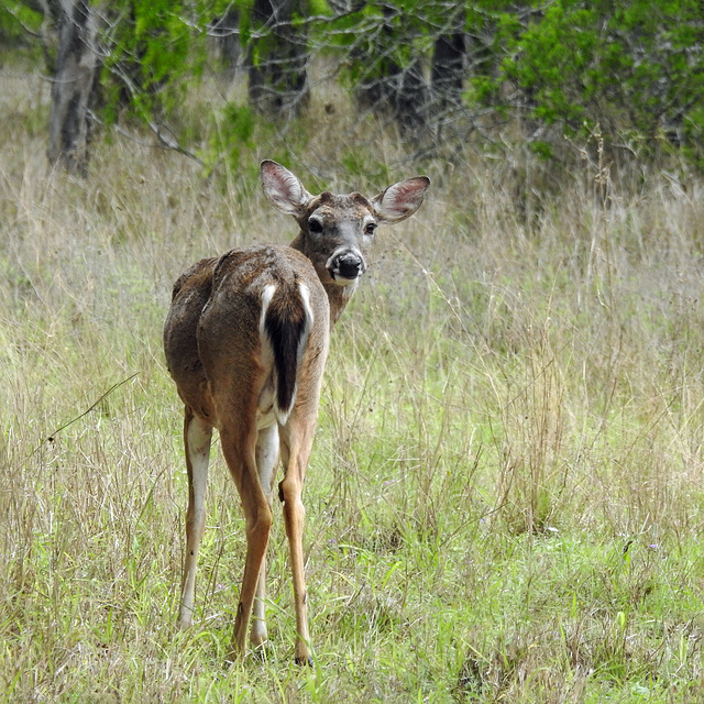 Day 5, White-tailed Deer, King Ranch