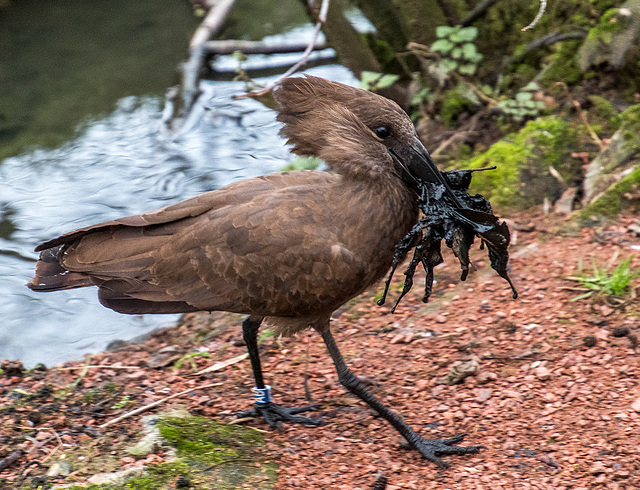 Hammerkop with nesting material
