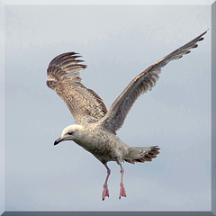 Seagull in flight