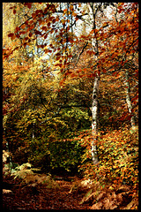 Burnham Beeches