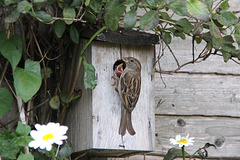 Sparrow Feeding