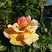 HFF everyone. The first rose in the garden this year