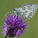 2) Schachbrettfalter lieben violette Blüten - Marbled whites love purple flowers