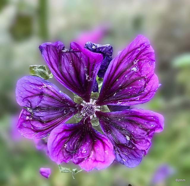 Common Mallow