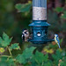 Great spotted woodpecker