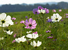 Cosmea wealth along the road ,