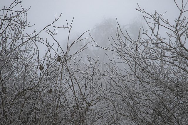 3 Spatzen im Nebel