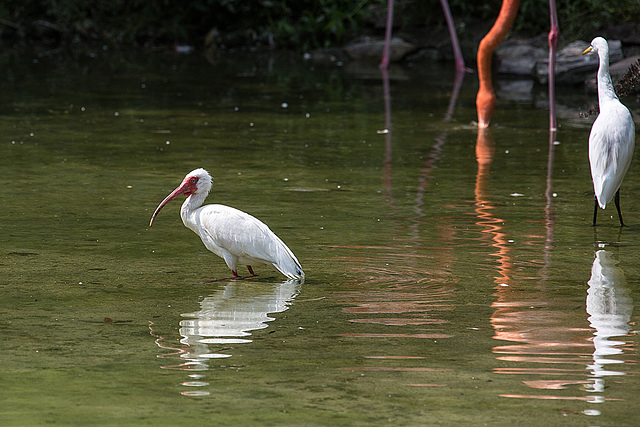 20140801 4544VRAw [D~E] Sichler, Silberreiher (Casmerodius albus), Rosaflamingo, Gruga-Park, Essen