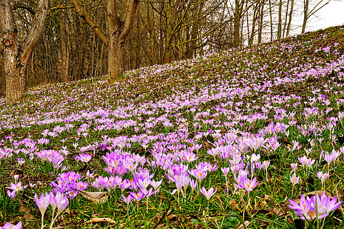 Der Frühling 2015 ist da - Spring 2015 has arrived