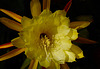 My Yellow Phyllocactus-Favourite - Mein gelber Blattkaktus