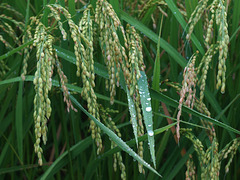 Rice ears in the rain