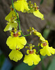 Oncidium