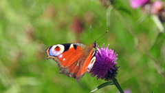 Peacock Butterfly