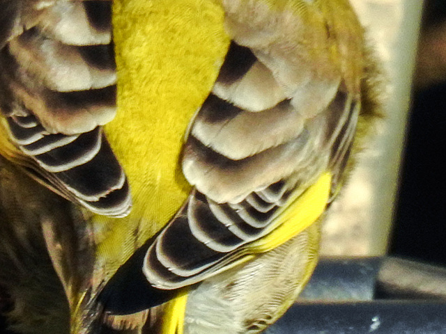 20171020 3186CPw [D~LIP] Grünfink (Carduelis chloris) [m], Bad Salzuflen