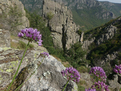 20180910 -15 Randos solo Prévenchères (Lozère-Villefort) (320) al