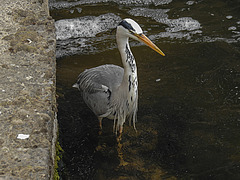 20200520 7585CPw [D~MI] Fischtreppe, Graureiher, Werre, Bad Oeynhausen