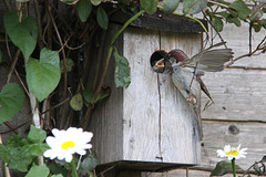 Sparrow Feeding