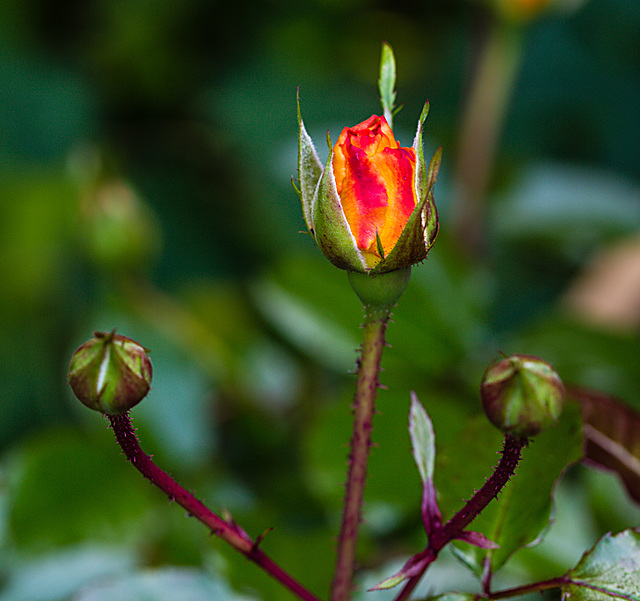 20221007 4401VRMw [D~LIP] Beet-Rose (Rosa 'Noack Westzeit') Bad Salzuflen