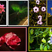 collage floral nº 16, setiembre 2023