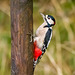 Great spotted woodpecker