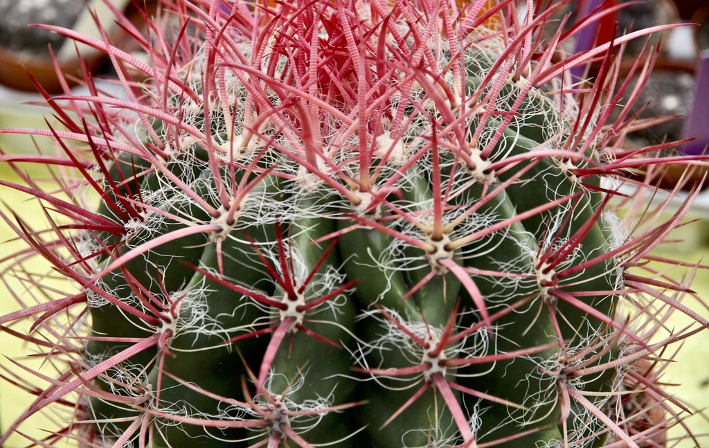 Cactus