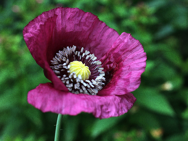 Mohn in meinem Garten