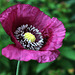 Mohn in meinem Garten