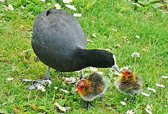 Eurasian Coot With Chicks.