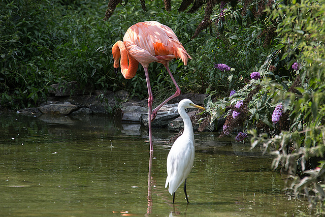 20140801 4545VRAw [D~E] Flamingo, Silberreiher (Casmerodius albus), Gruga-Park, Essen