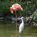 20140801 4545VRAw [D~E] Flamingo, Silberreiher (Casmerodius albus), Gruga-Park, Essen