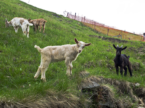 Riabella, the country of Heidi? curious small goats