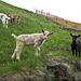 Riabella, the country of Heidi? curious small goats