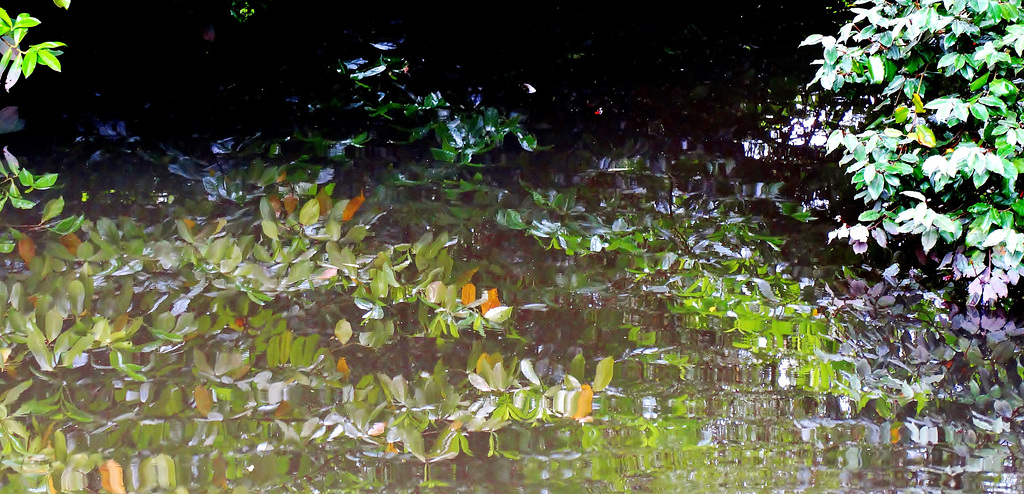 Dancing Reflections