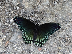 Red-spotted Purple (Limenitis arthemis)(m) A first for here