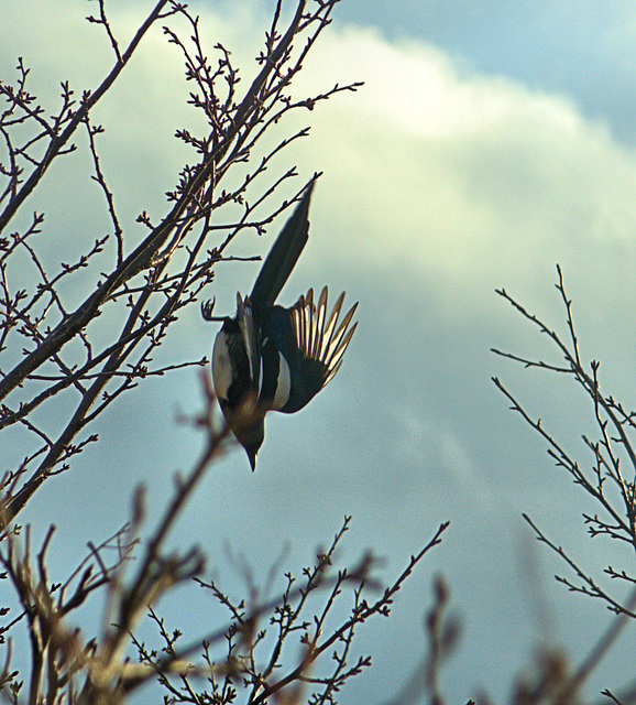 Diving Magpie!!